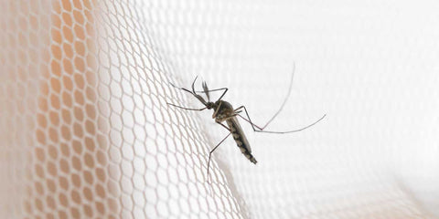 Comment se protéger des piqûres de moustique : astuces et conseils