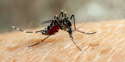 Invasion du moustique tigre en France : 68 départements en alerte rouge !